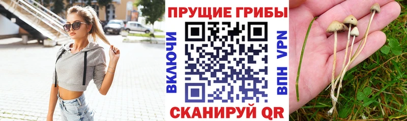 Псилоцибиновые грибы Psilocybine cubensis  Ачинск 